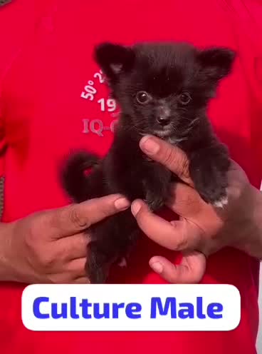 Pomeranian Puppy, farm video