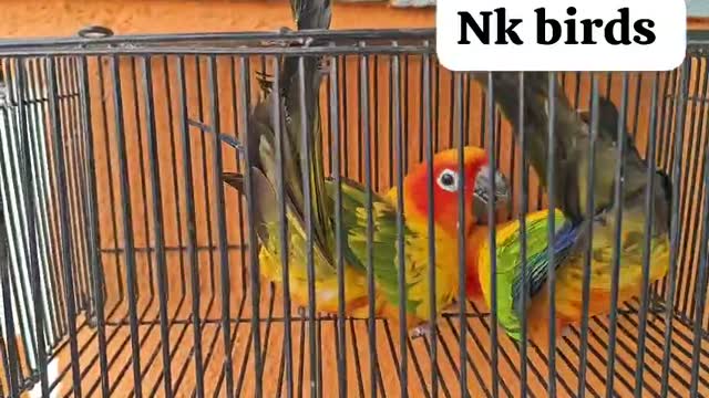 Sun Conure, farm video