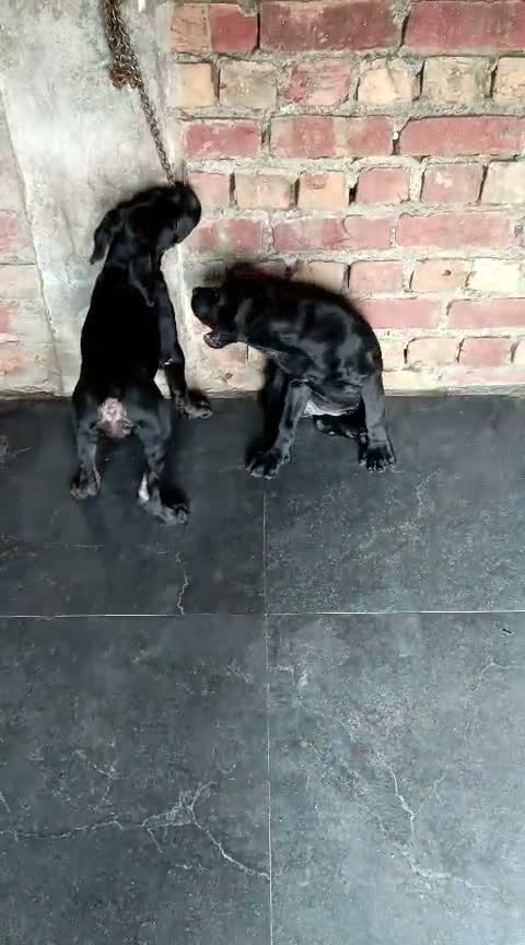 Cane Corso Puppy, farm video