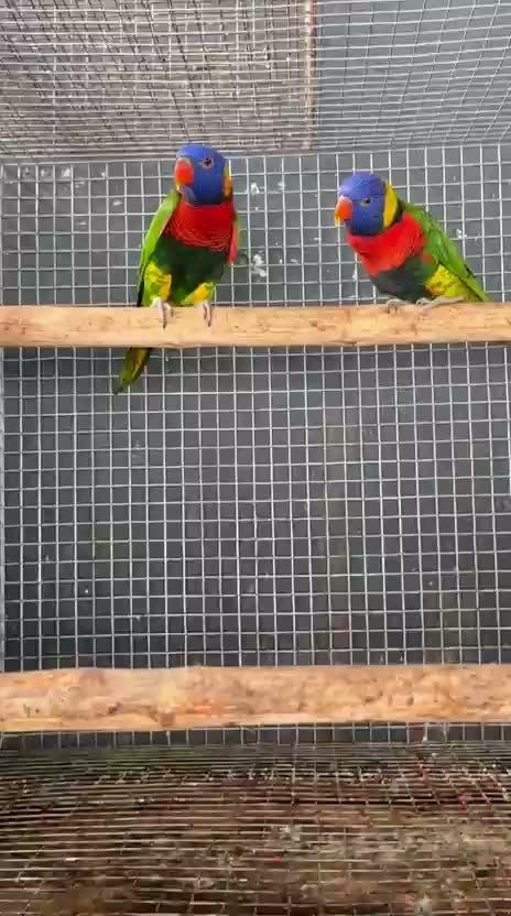 Chattering Lorikeet, farm video