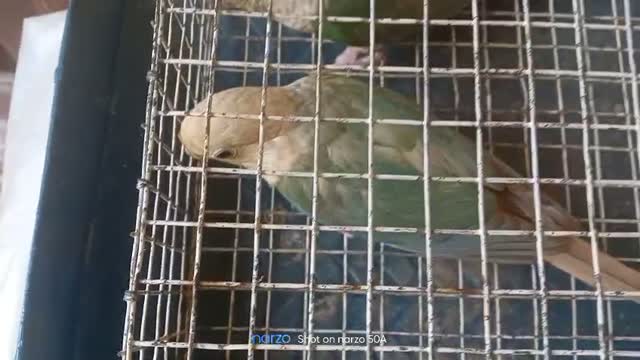 Pineapple Headed Conure, farm video