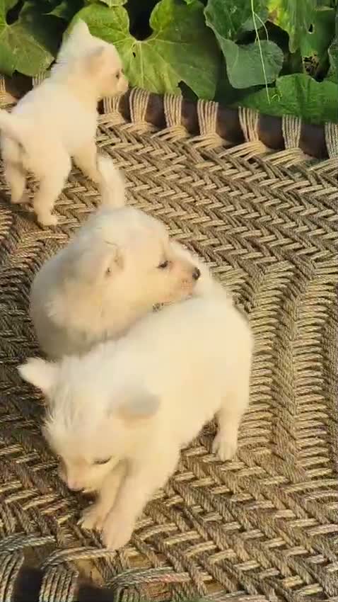 Pomeranian Puppy, farm video