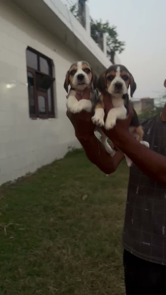 Beagle Black & Tan Puppy, farm video