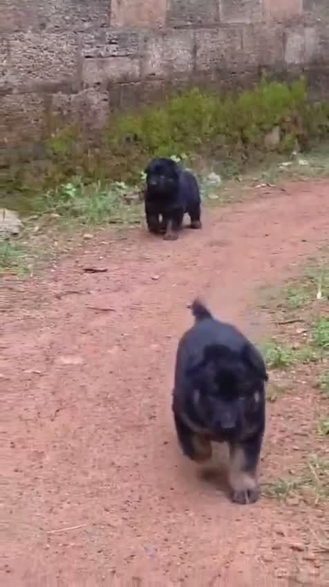 German Shepherd Puppy, farm video