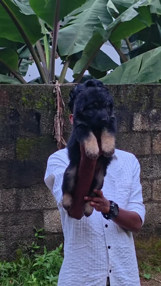 German Shepherd Puppy, farm video