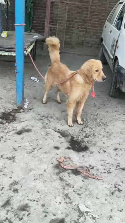 Golden Retriever, farm video