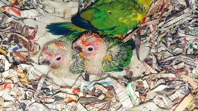 Sun Conure, farm video