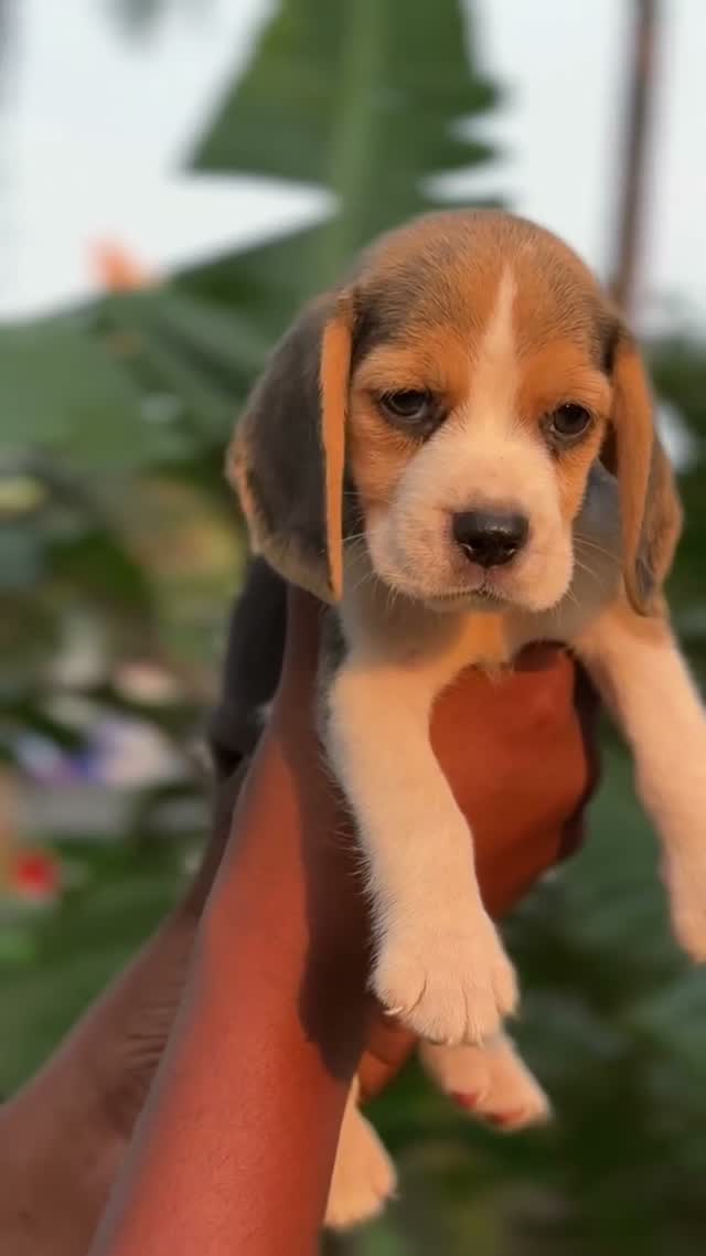 Beagle Black & Tan Puppy, farm video