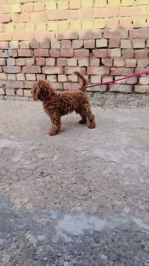 Standard Poodle Puppy, farm video