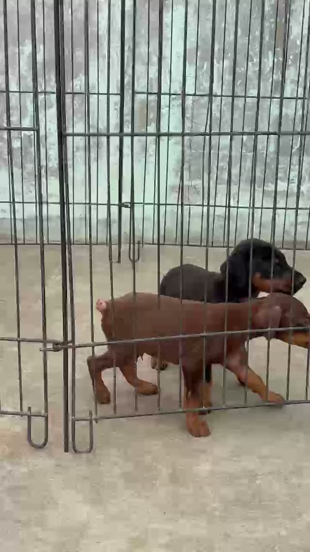 Doberman Pinscher Puppy, farm video