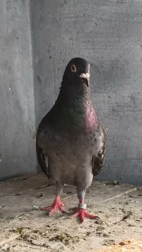 Satin Pigeon, farm video