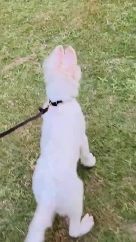 German Shepherd Puppy, farm video