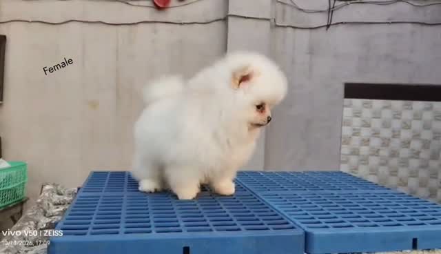 Pomeranian Puppy, farm video