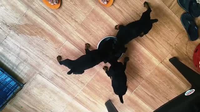 Doberman Pinscher Puppy, farm video