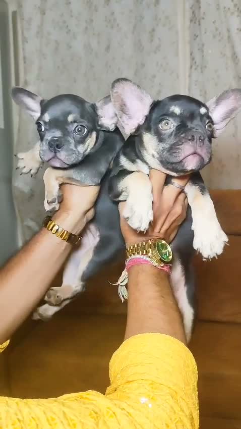 French Bulldog Puppy, farm video