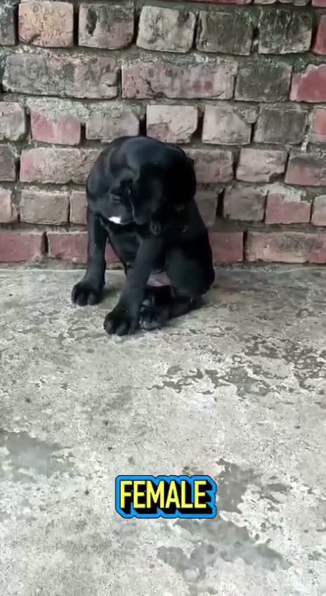 Cane Corso Puppy, farm video