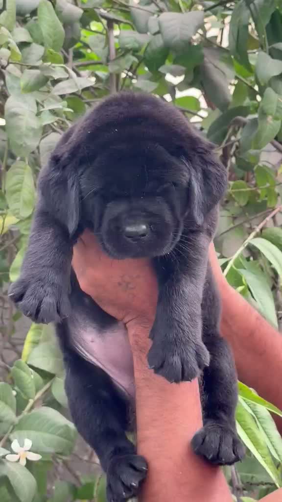 Beagle Black & Tan Puppy, farm video