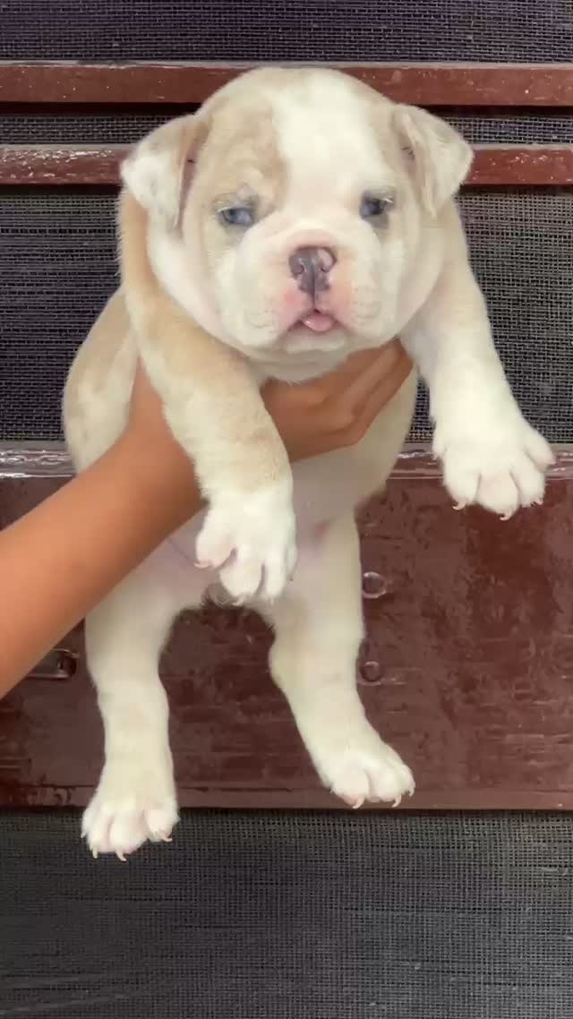 French Bulldog Puppy, farm video