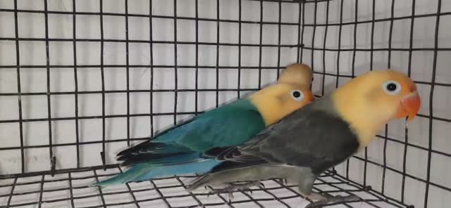Guinea Pig Babies, farm video