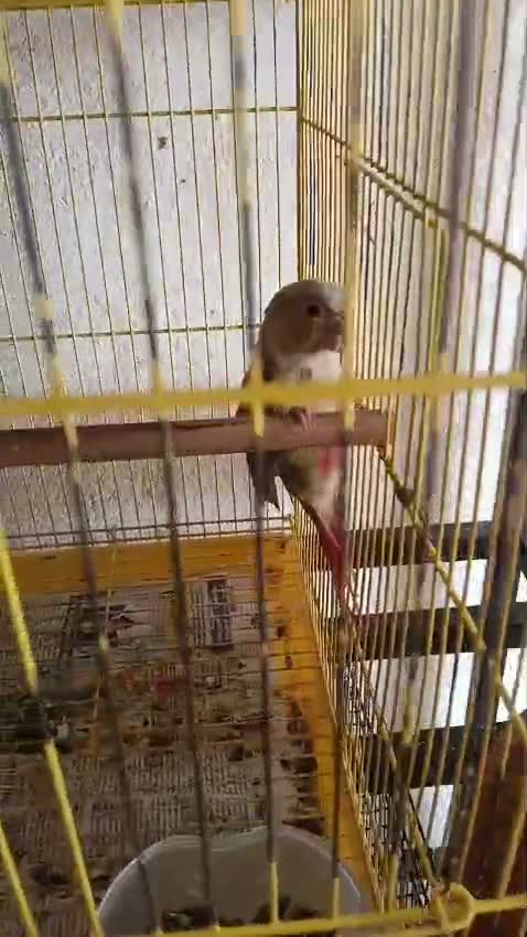 Emma Conure, farm video