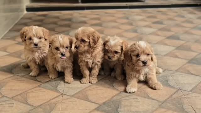 Maltipoo Puppy, farm video