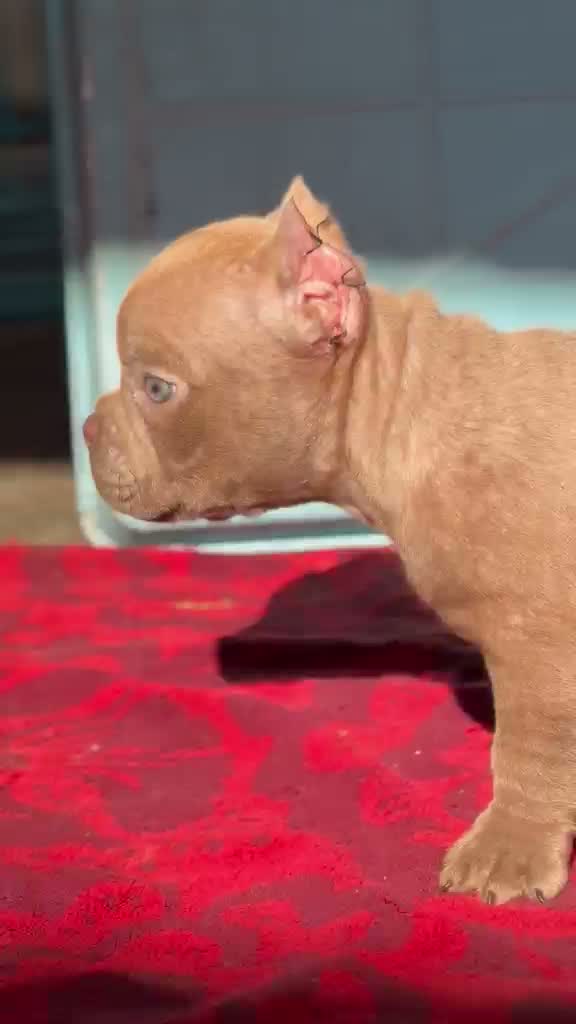 American Bully Pocket Size Puppy, farm video