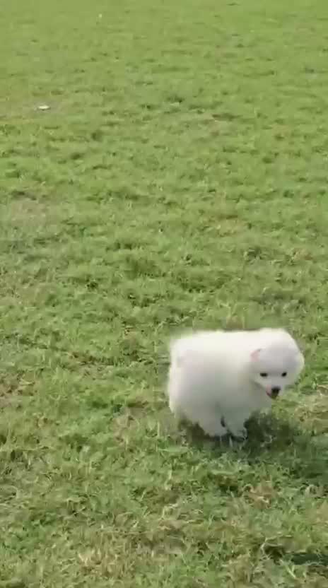 Culture Pom Puppy, farm video