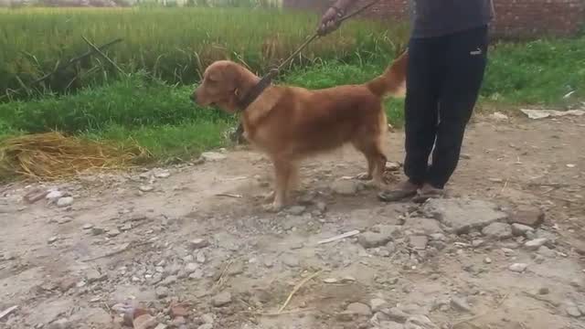 Golden Retriever, farm video