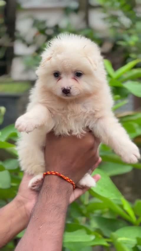 Culture Pom Puppy, farm video
