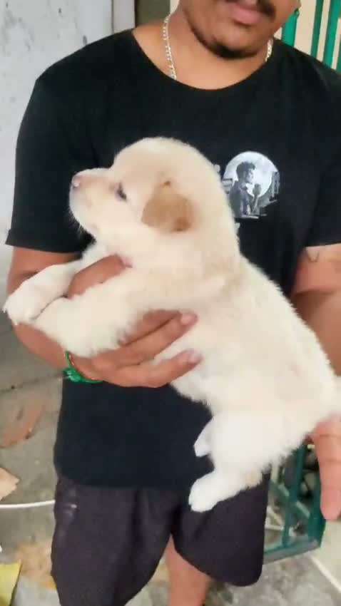 Pomeranian Puppy, farm video