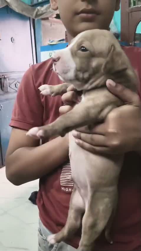 Pitbull Terrier Puppy, farm video
