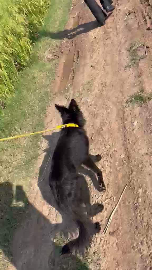 German Shepherd Puppy, farm video
