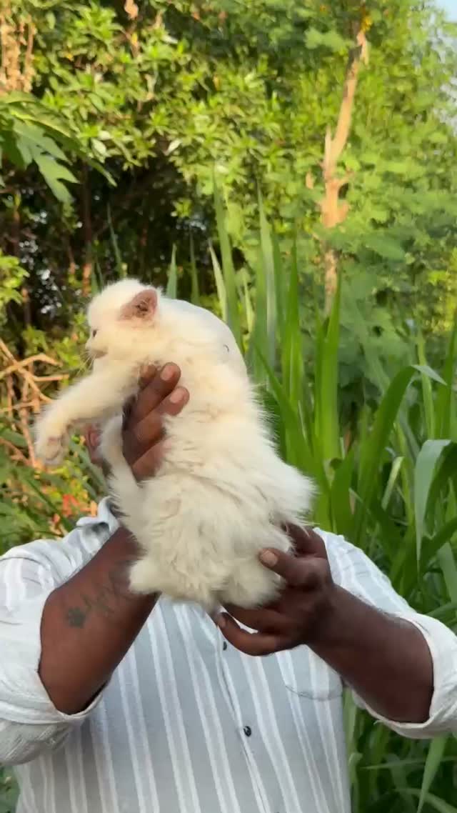 Persian, farm video
