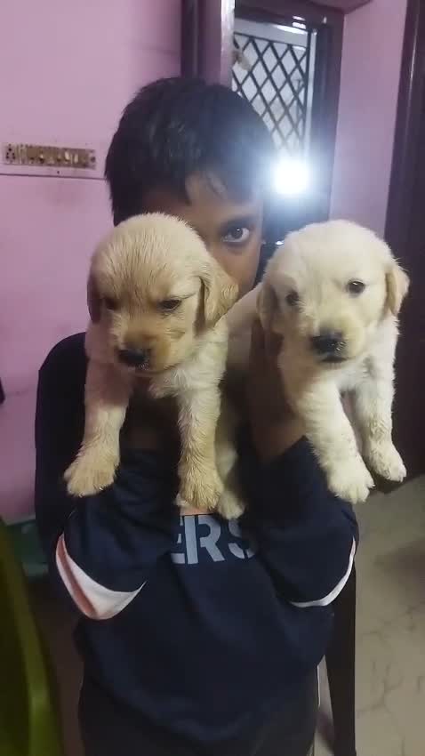 Labrador Retriever Puppy, farm video