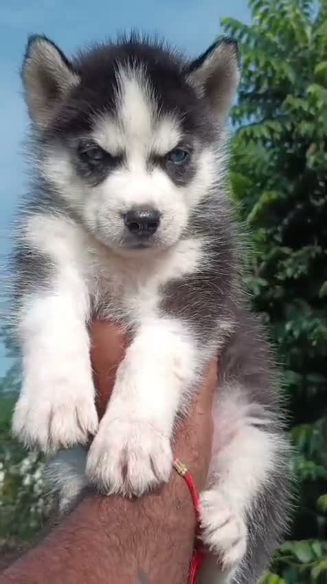 Siberian Husky Puppy | Black & White Color, farm video