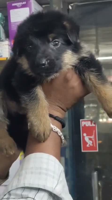 German Shepherd Puppy | Pure White, farm video