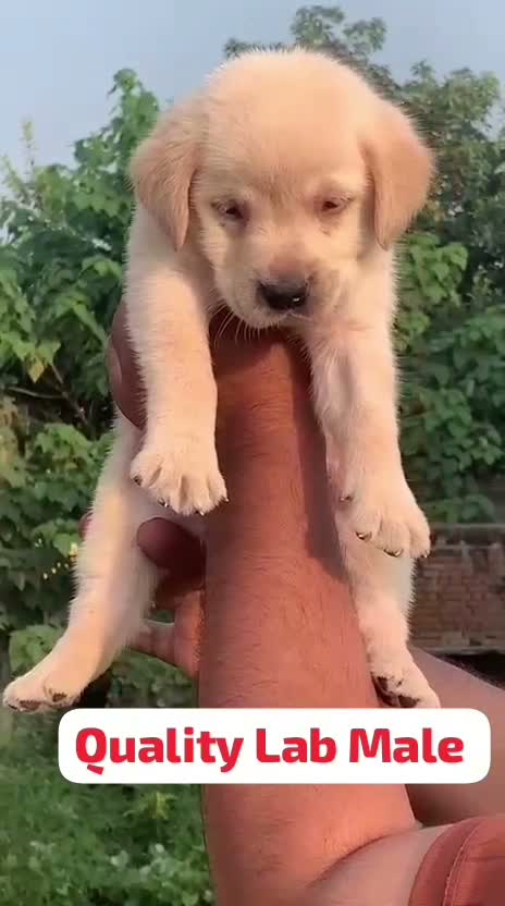 Beagle Black & Tan Puppy, farm video