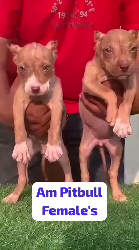 Pitbull Terrier Puppy, farm video