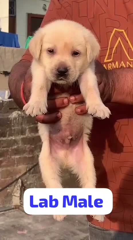 Beagle Black & Tan Puppy, farm video