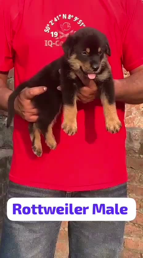 Rottweiler Puppy, farm video