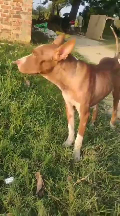 Pitbull Terrier Puppy, farm video