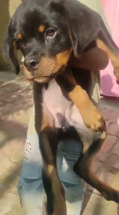 Rottweiler Puppy, farm video