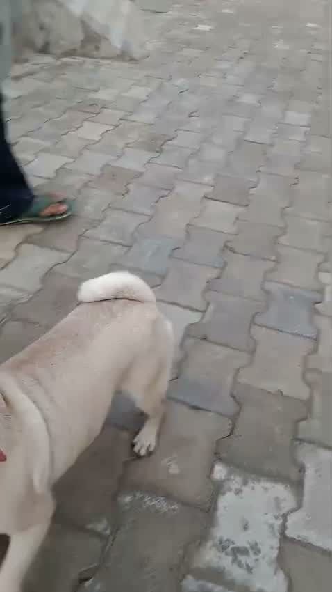 Pug Puppy, farm video