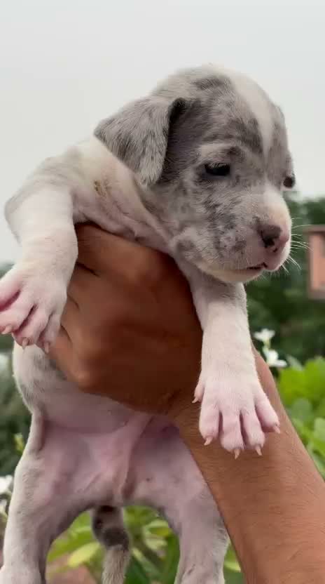 American Bully Pocket Size Puppy, farm video