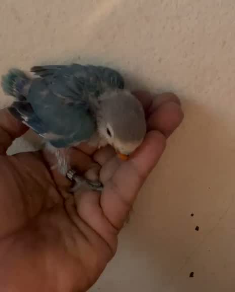 Blue Throated Conure, farm video