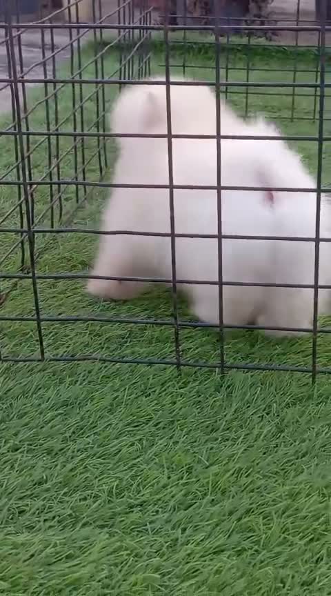 Pomeranian Puppy, farm video