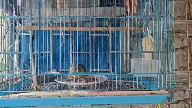 Dachshund Puppy, farm video