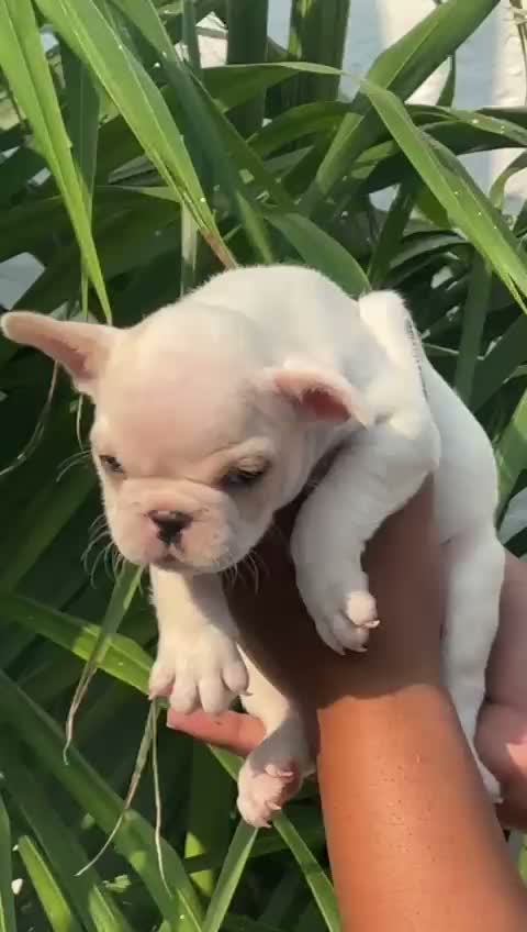 French Mastiff Puppy, farm video