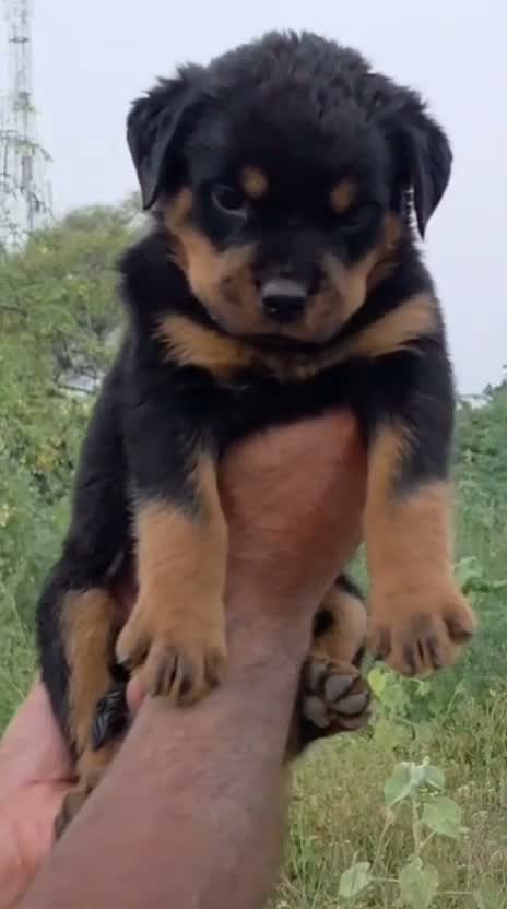 Rottweiler Puppy, farm video