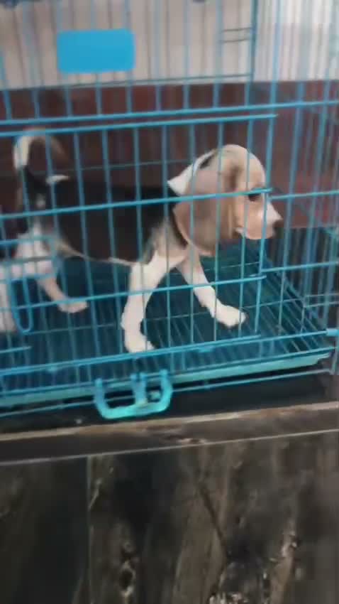 Dachshund Puppy, farm video